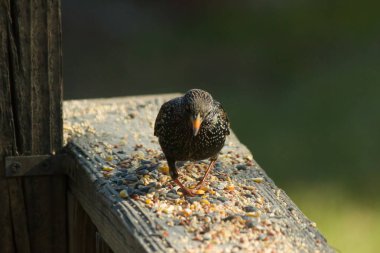 Starling, tohumlarla kaplı ahşap korkuluklara tünemiş. Bir sığırcık, odak noktasında, yeşil ve mor renkli yanardöner tüyler sergiler. Vahşi yaşam doğal ışıkta beslenen kuşları yakalıyor..