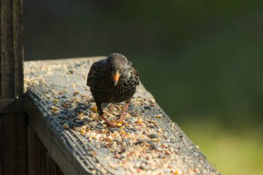Starling, tohumlarla kaplı ahşap korkuluklara tünemiş. Bir sığırcık, odak noktasında, yeşil ve mor renkli yanardöner tüyler sergiler. Vahşi yaşam doğal ışıkta beslenen kuşları yakalıyor..