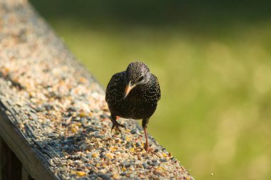Starling, tohumlarla kaplı ahşap korkuluklara tünemiş. Bir sığırcık, odak noktasında, yeşil ve mor renkli yanardöner tüyler sergiler. Vahşi yaşam doğal ışıkta beslenen kuşları yakalıyor..