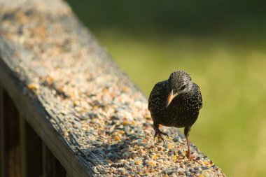 Starling, tohumlarla kaplı ahşap korkuluklara tünemiş. Bir sığırcık, odak noktasında, yeşil ve mor renkli yanardöner tüyler sergiler. Vahşi yaşam doğal ışıkta beslenen kuşları yakalıyor..