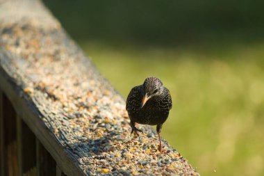 Starling, tohumlarla kaplı ahşap korkuluklara tünemiş. Bir sığırcık, odak noktasında, yeşil ve mor renkli yanardöner tüyler sergiler. Vahşi yaşam doğal ışıkta beslenen kuşları yakalıyor..