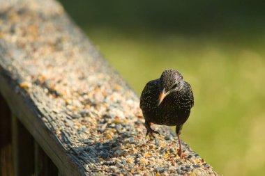 Starling, tohumlarla kaplı ahşap korkuluklara tünemiş. Bir sığırcık, odak noktasında, yeşil ve mor renkli yanardöner tüyler sergiler. Vahşi yaşam doğal ışıkta beslenen kuşları yakalıyor..