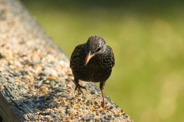 Starling, tohumlarla kaplı ahşap korkuluklara tünemiş. Bir sığırcık, odak noktasında, yeşil ve mor renkli yanardöner tüyler sergiler. Vahşi yaşam doğal ışıkta beslenen kuşları yakalıyor..