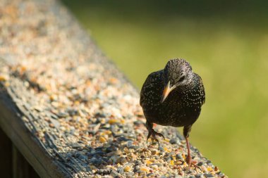 Starling, tohumlarla kaplı ahşap korkuluklara tünemiş. Bir sığırcık, odak noktasında, yeşil ve mor renkli yanardöner tüyler sergiler. Vahşi yaşam doğal ışıkta beslenen kuşları yakalıyor..