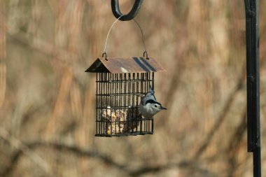 Bu küçük tımarhane kuşu yemek için süet besleyiciye geldi. Bu küçük kuşun penguen gibi siyah ve beyaz renkleri var. Kahverengi tahta direğe tutunuyor..
