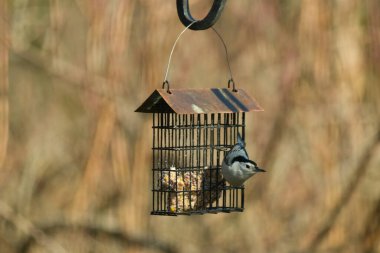 Bu küçük tımarhane kuşu yemek için süet besleyiciye geldi. Bu küçük kuşun penguen gibi siyah ve beyaz renkleri var. Kahverengi tahta direğe tutunuyor..
