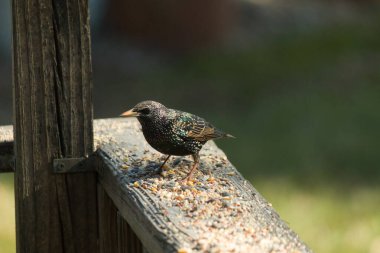 Starling, tohumlarla kaplı ahşap korkuluklara tünemiş. Bir sığırcık, odak noktasında, yeşil ve mor renkli yanardöner tüyler sergiler. Vahşi yaşam doğal ışıkta beslenen kuşları yakalıyor..