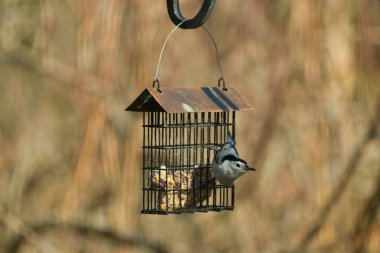 Bu küçük tımarhane kuşu yemek için süet besleyiciye geldi. Bu küçük kuşun penguen gibi siyah ve beyaz renkleri var. Kahverengi tahta direğe tutunuyor..