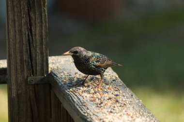 Starling, tohumlarla kaplı ahşap korkuluklara tünemiş. Bir sığırcık, odak noktasında, yeşil ve mor renkli yanardöner tüyler sergiler. Vahşi yaşam doğal ışıkta beslenen kuşları yakalıyor..