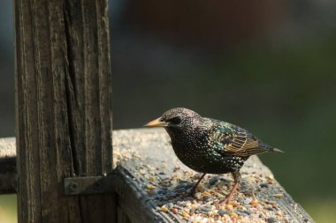 Bir evin çatısındaki kuş.
