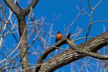 kırmızı - ağaçkakan (cocopiccotes rubedus) bir ağaç dalına tünemiş