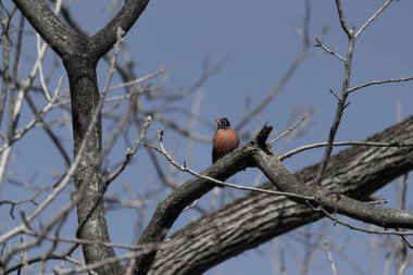 Bir ağaçta tünemiş kırmızı karınlı ağaçkakan..