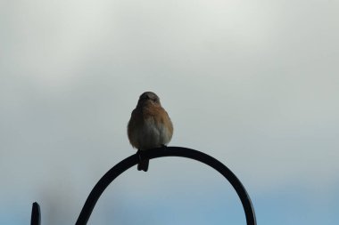 Bu sevimli küçük mavi kuş çoban kancasına tünemişti. Küçük kuş yemek için içeri giriyordu. Onun paslı turuncu ve beyaz göbeği kuşun mavi tüylerine karşı güzel bir görünüme sahiptir..
