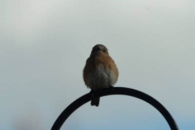 Bu sevimli küçük mavi kuş çoban kancasına tünemişti. Küçük kuş yemek için içeri giriyordu. Onun paslı turuncu ve beyaz göbeği kuşun mavi tüylerine karşı güzel bir görünüme sahiptir..