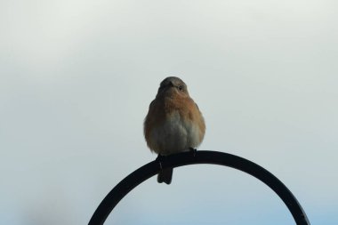 Bu sevimli küçük mavi kuş çoban kancasına tünemişti. Küçük kuş yemek için içeri giriyordu. Onun paslı turuncu ve beyaz göbeği kuşun mavi tüylerine karşı güzel bir görünüme sahiptir..
