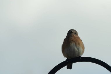 Bu sevimli küçük mavi kuş çoban kancasına tünemişti. Küçük kuş yemek için içeri giriyordu. Onun paslı turuncu ve beyaz göbeği kuşun mavi tüylerine karşı güzel bir görünüme sahiptir..