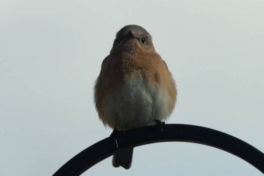 Bu sevimli küçük mavi kuş çoban kancasına tünemişti. Küçük kuş yemek için içeri giriyordu. Onun paslı turuncu ve beyaz göbeği kuşun mavi tüylerine karşı güzel bir görünüme sahiptir..