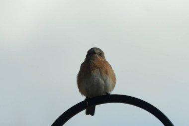 Bu sevimli küçük mavi kuş çoban kancasına tünemişti. Küçük kuş yemek için içeri giriyordu. Onun paslı turuncu ve beyaz göbeği kuşun mavi tüylerine karşı güzel bir görünüme sahiptir..