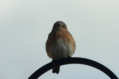 Bu sevimli küçük mavi kuş çoban kancasına tünemişti. Küçük kuş yemek için içeri giriyordu. Onun paslı turuncu ve beyaz göbeği kuşun mavi tüylerine karşı güzel bir görünüme sahiptir..