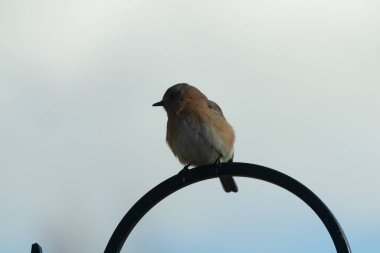 Bu sevimli küçük mavi kuş çoban kancasına tünemişti. Küçük kuş yemek için içeri giriyordu. Onun paslı turuncu ve beyaz göbeği kuşun mavi tüylerine karşı güzel bir görünüme sahiptir..