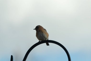 Bu sevimli küçük mavi kuş çoban kancasına tünemişti. Küçük kuş yemek için içeri giriyordu. Onun paslı turuncu ve beyaz göbeği kuşun mavi tüylerine karşı güzel bir görünüme sahiptir..