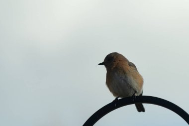 Bu sevimli küçük mavi kuş çoban kancasına tünemişti. Küçük kuş yemek için içeri giriyordu. Onun paslı turuncu ve beyaz göbeği kuşun mavi tüylerine karşı güzel bir görünüme sahiptir..