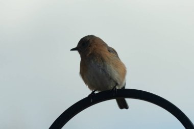 Bu sevimli küçük mavi kuş çoban kancasına tünemişti. Küçük kuş yemek için içeri giriyordu. Onun paslı turuncu ve beyaz göbeği kuşun mavi tüylerine karşı güzel bir görünüme sahiptir..