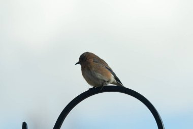 Bu sevimli küçük mavi kuş çoban kancasına tünemişti. Küçük kuş yemek için içeri giriyordu. Onun paslı turuncu ve beyaz göbeği kuşun mavi tüylerine karşı güzel bir görünüme sahiptir..