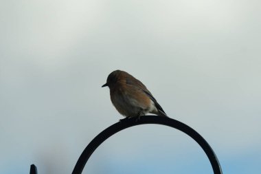 Bu sevimli küçük mavi kuş çoban kancasına tünemişti. Küçük kuş yemek için içeri giriyordu. Onun paslı turuncu ve beyaz göbeği kuşun mavi tüylerine karşı güzel bir görünüme sahiptir..