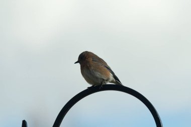 Bu sevimli küçük mavi kuş çoban kancasına tünemişti. Küçük kuş yemek için içeri giriyordu. Onun paslı turuncu ve beyaz göbeği kuşun mavi tüylerine karşı güzel bir görünüme sahiptir..