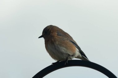 Bu sevimli küçük mavi kuş çoban kancasına tünemişti. Küçük kuş yemek için içeri giriyordu. Onun paslı turuncu ve beyaz göbeği kuşun mavi tüylerine karşı güzel bir görünüme sahiptir..