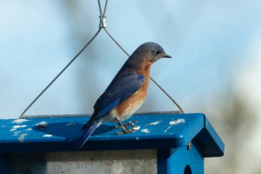 Bu küçük mavi kuş kuş kuş besleyicinin üzerine tünemiş. Mavi kutuda bu tür kuşlar için kurtçuklar var. Beyaz benekli paslı turuncu göbeğe bayılıyorum. Bu kuşun güzel mavi tüyleri var..