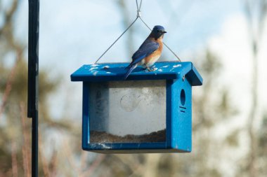 Bu küçük mavi kuş kuş kuş besleyicinin üzerine tünemiş. Mavi kutuda bu tür kuşlar için kurtçuklar var. Beyaz benekli paslı turuncu göbeğe bayılıyorum. Bu kuşun güzel mavi tüyleri var..