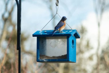 Bu küçük mavi kuş kuş kuş besleyicinin üzerine tünemiş. Mavi kutuda bu tür kuşlar için kurtçuklar var. Beyaz benekli paslı turuncu göbeğe bayılıyorum. Bu kuşun güzel mavi tüyleri var..