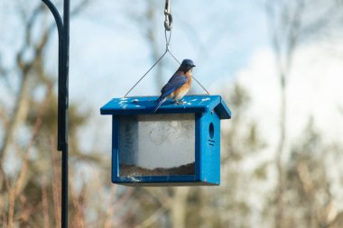 Bu küçük mavi kuş kuş kuş besleyicinin üzerine tünemiş. Mavi kutuda bu tür kuşlar için kurtçuklar var. Beyaz benekli paslı turuncu göbeğe bayılıyorum. Bu kuşun güzel mavi tüyleri var..