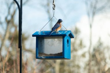 Bu küçük mavi kuş kuş kuş besleyicinin üzerine tünemiş. Mavi kutuda bu tür kuşlar için kurtçuklar var. Beyaz benekli paslı turuncu göbeğe bayılıyorum. Bu kuşun güzel mavi tüyleri var..