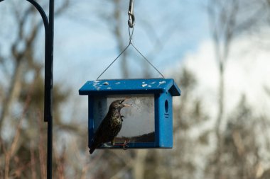 Bu sığırcık, biraz kurtçuk çalmak için mavi kuş besleyicisine geldi. Bu parlak istilacı tür yönetimi ele geçirmesiyle bilinir. Beyaz benekli küçük siyah bedeni neredeyse gökyüzündeki yıldızlara benziyor..