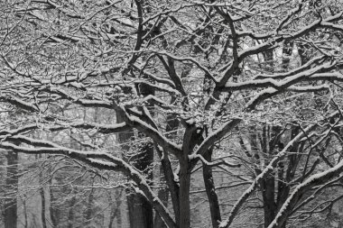 Kış manzarası. karla kaplı orman