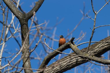 Bu tatlı küçük bülbül ağaç dalına tünemiş. Göbeğinin parlak turuncu rengini ve siyah bluzunu seviyorum. Bu kuşlar normalde insanlara baharı düşündürür..