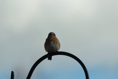 Bu güzel mavi kuş, çobanın kancasının yanına geldi. Küçük kuş bir süre metal direğin üzerinde oturdu. Beyaz benekli paslı turuncu göbeği, mavi kafası ve koyu renk gözleriyle göze çarpıyor..