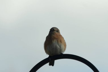 Bu güzel mavi kuş, çobanın kancasının yanına geldi. Küçük kuş bir süre metal direğin üzerinde oturdu. Beyaz benekli paslı turuncu göbeği, mavi kafası ve koyu renk gözleriyle göze çarpıyor..