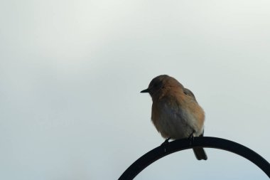 Bu güzel mavi kuş, çobanın kancasının yanına geldi. Küçük kuş bir süre metal direğin üzerinde oturdu. Beyaz benekli paslı turuncu göbeği, mavi kafası ve koyu renk gözleriyle göze çarpıyor..