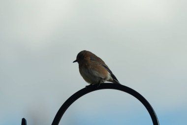 Bu güzel mavi kuş, çobanın kancasının yanına geldi. Küçük kuş bir süre metal direğin üzerinde oturdu. Beyaz benekli paslı turuncu göbeği, mavi kafası ve koyu renk gözleriyle göze çarpıyor..