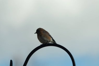 Bu güzel mavi kuş, çobanın kancasının yanına geldi. Küçük kuş bir süre metal direğin üzerinde oturdu. Beyaz benekli paslı turuncu göbeği, mavi kafası ve koyu renk gözleriyle göze çarpıyor..