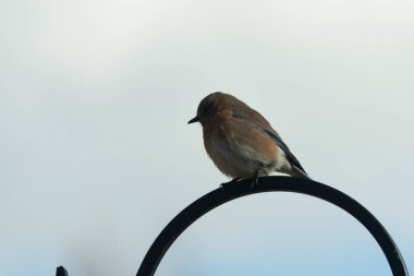 Bu güzel mavi kuş, çobanın kancasının yanına geldi. Küçük kuş bir süre metal direğin üzerinde oturdu. Beyaz benekli paslı turuncu göbeği, mavi kafası ve koyu renk gözleriyle göze çarpıyor..