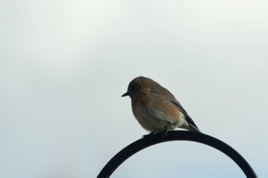 Bu güzel mavi kuş, çobanın kancasının yanına geldi. Küçük kuş bir süre metal direğin üzerinde oturdu. Beyaz benekli paslı turuncu göbeği, mavi kafası ve koyu renk gözleriyle göze çarpıyor..