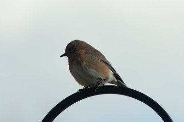 Bu güzel mavi kuş, çobanın kancasının yanına geldi. Küçük kuş bir süre metal direğin üzerinde oturdu. Beyaz benekli paslı turuncu göbeği, mavi kafası ve koyu renk gözleriyle göze çarpıyor..