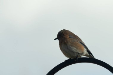 Bu güzel mavi kuş, çobanın kancasının yanına geldi. Küçük kuş bir süre metal direğin üzerinde oturdu. Beyaz benekli paslı turuncu göbeği, mavi kafası ve koyu renk gözleriyle göze çarpıyor..
