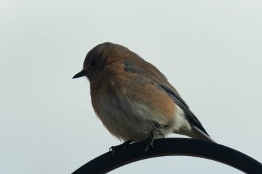 Bu güzel mavi kuş, çobanın kancasının yanına geldi. Küçük kuş bir süre metal direğin üzerinde oturdu. Beyaz benekli paslı turuncu göbeği, mavi kafası ve koyu renk gözleriyle göze çarpıyor..