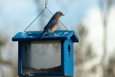 Bu küçük mavi kuş kuş kuş besleyicinin üzerine tünemiş. Mavi kutuda bu tür kuşlar için kurtçuklar var. Beyaz benekli paslı turuncu göbeğe bayılıyorum. Bu kuşun güzel mavi tüyleri var..